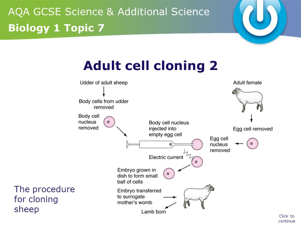 AQA GCSE Science & Additional Science Biology 1 Topic 7 Adult cell cloning 2 Click to continue The procedure for cloning sheep