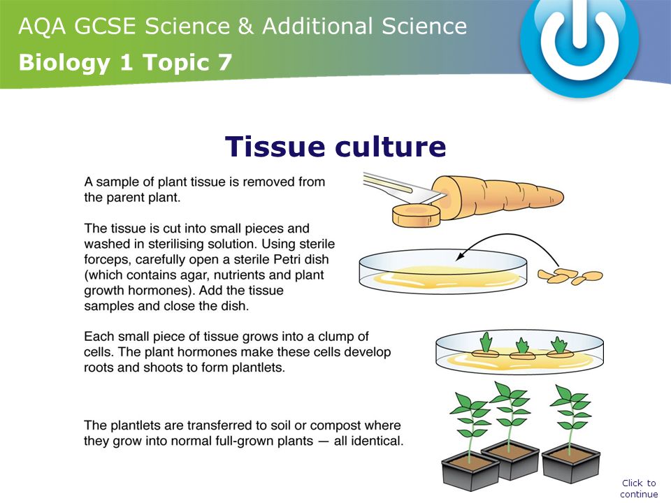 AQA GCSE Science & Additional Science Biology 1 Topic 7 Tissue culture Click to continue