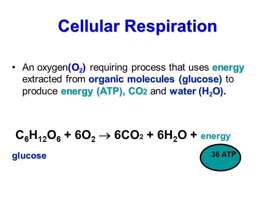Cellular Respiration. (O 2 )energy organic molecules (glucose) energy (ATP),  CO 2 water (H 2 O).An oxygen(O 2 ) requiring process that uses energy  extracted. - ppt download