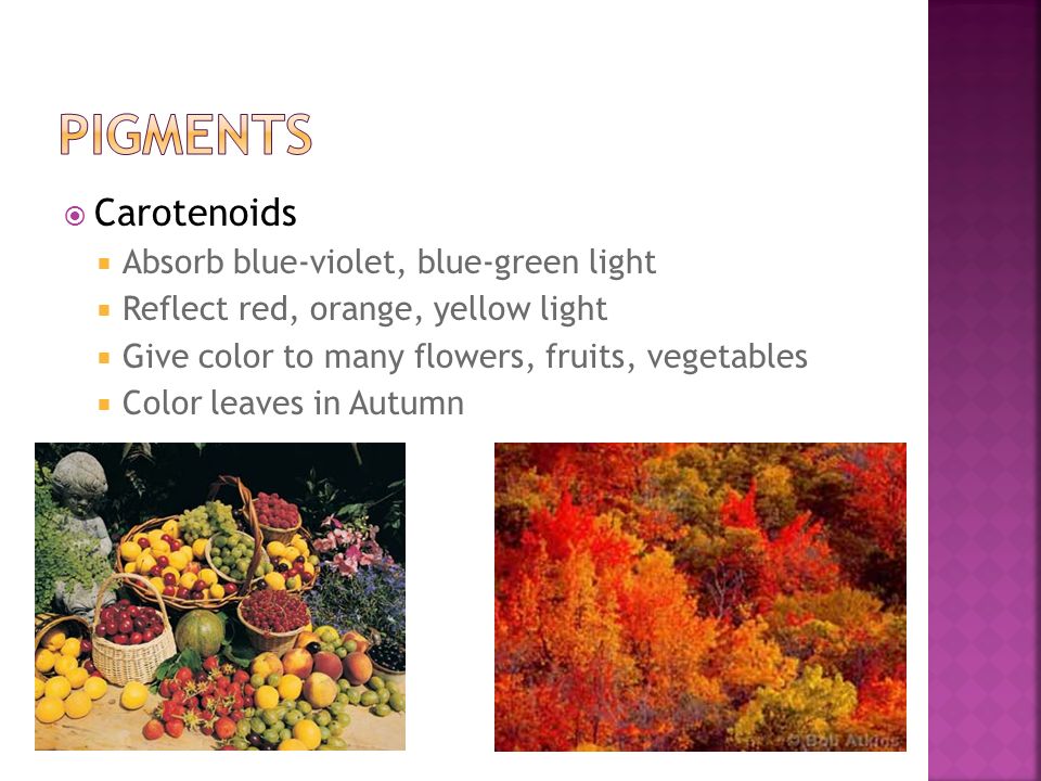  Carotenoids  Absorb blue-violet, blue-green light  Reflect red, orange, yellow light  Give color to many flowers, fruits, vegetables  Color leaves in Autumn