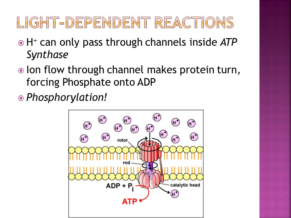  H + can only pass through channels inside ATP Synthase  Ion flow through channel makes protein turn, forcing Phosphate onto ADP  Phosphorylation!