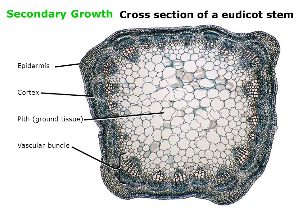 Механическая ткань часть впр. Ground Tissue. Cross Section of a Plant and their Tissue. Эвдикоты ткани. Склеренхима фото.
