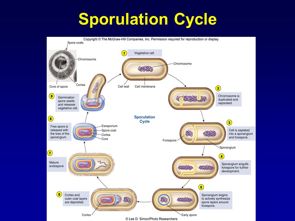 35 Sporulation Cycle