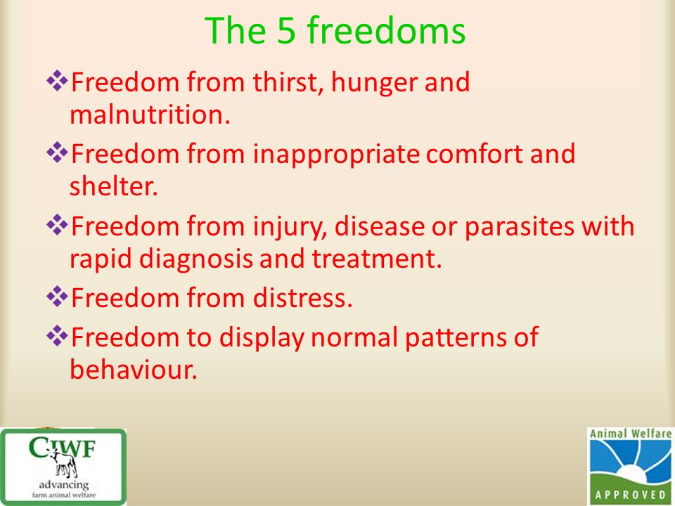 Principles of animal welfare. The 5 freedoms  Freedom from thirst, hunger  and malnutrition.  Freedom from inappropriate comfort and shelter.   Freedom. - ppt download
