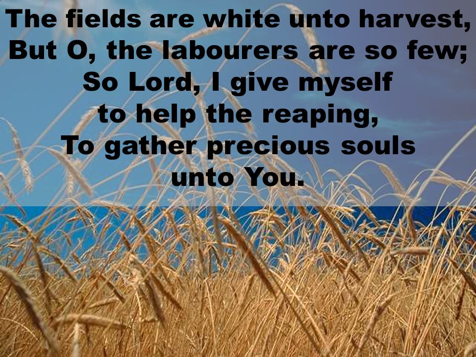 The fields are white unto harvest, But O, the labourers are so few; So Lord, I give myself to help the reaping, To gather precious souls unto You.
