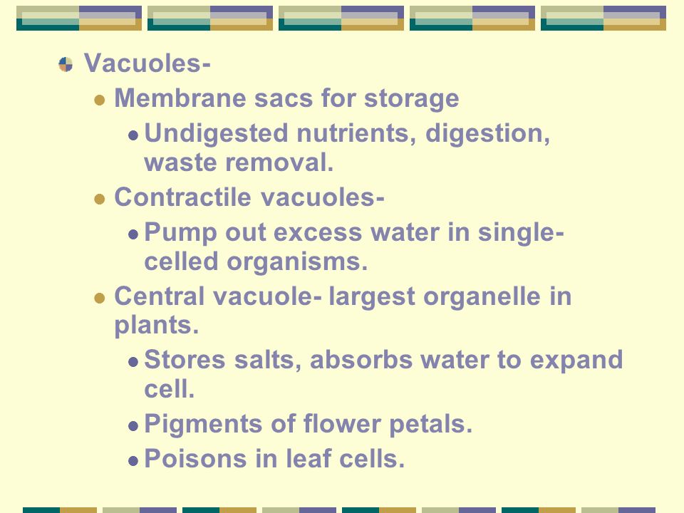 largest organelle in plants