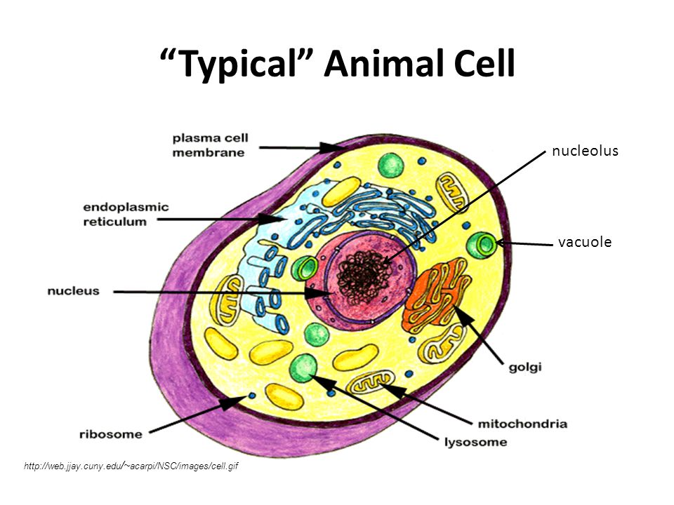 Как выглядит клетка 5 класс CELL STRUCTURE & FUNCTION - ppt download