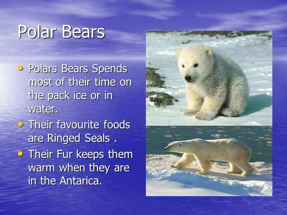Polar Animals Including Polar bears and a few Facts. - ppt download
