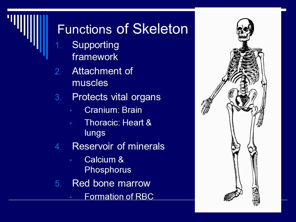 Functions of Skeleton 1. Supporting framework 2. Attachment of muscles 3.