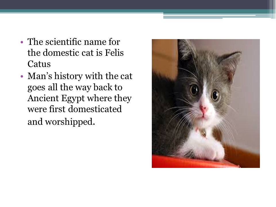 felis catus scientific name