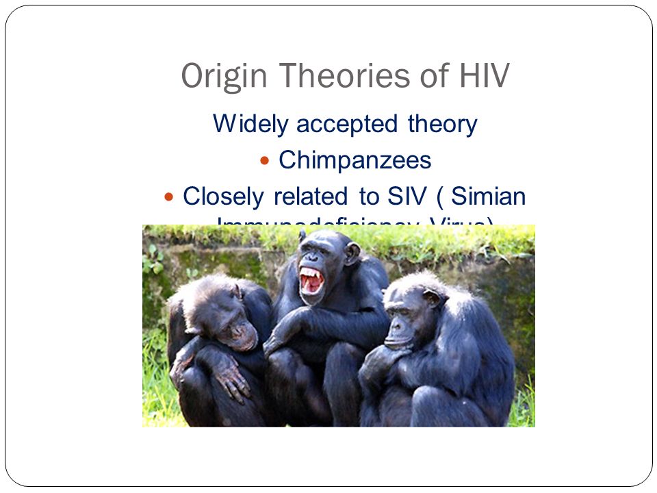 Origin Theories of HIV Widely accepted theory Chimpanzees Closely related to SIV ( Simian Immunodeficiency Virus)