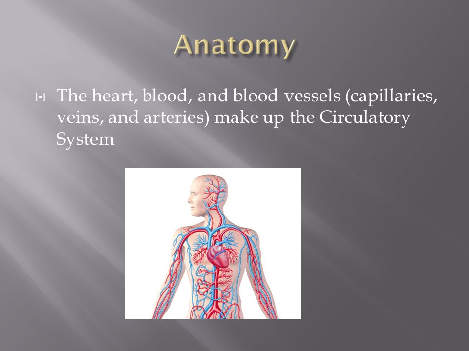  The heart, blood, and blood vessels (capillaries, veins, and arteries) make up the Circulatory System