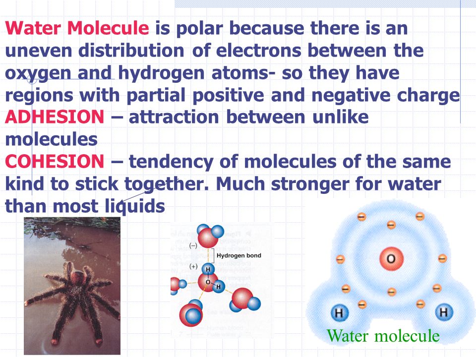 Water molecule Water Molecule is polar because there is an uneven distribution of electrons between the oxygen and hydrogen atoms- so they have regions with partial positive and negative charge ADHESION – attraction between unlike molecules COHESION – tendency of molecules of the same kind to stick together.
