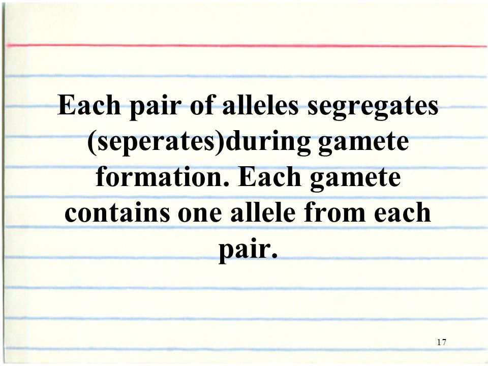 17 Each pair of alleles segregates (seperates)during gamete formation.