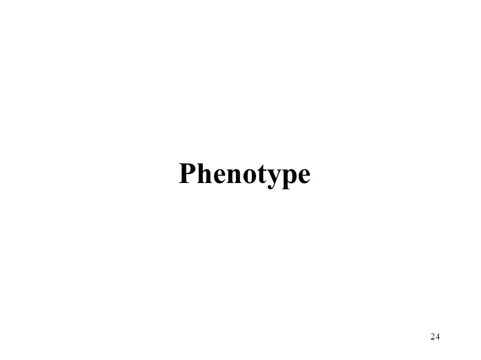 24 Phenotype
