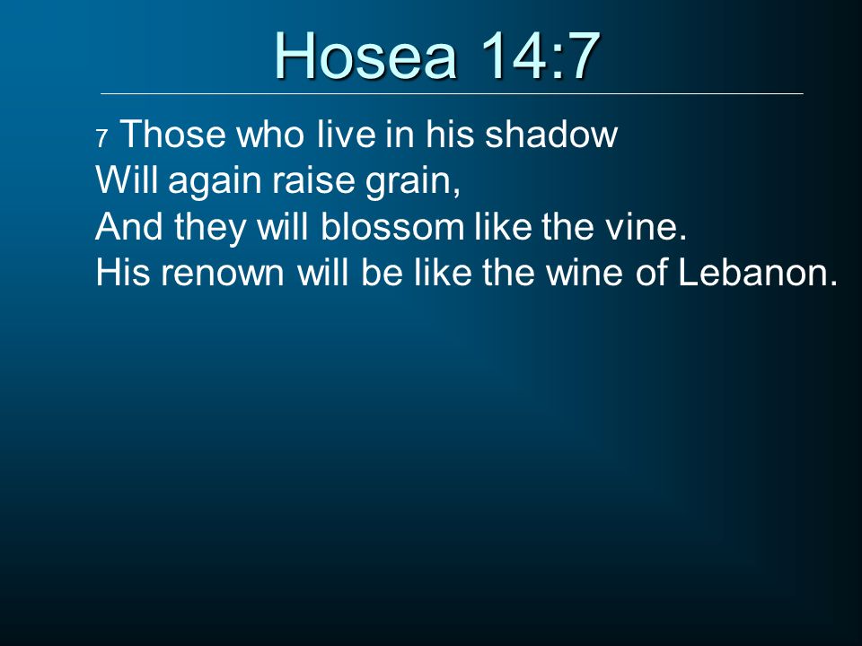 Hosea 14:7 7 Those who live in his shadow Will again raise grain, And they will blossom like the vine.