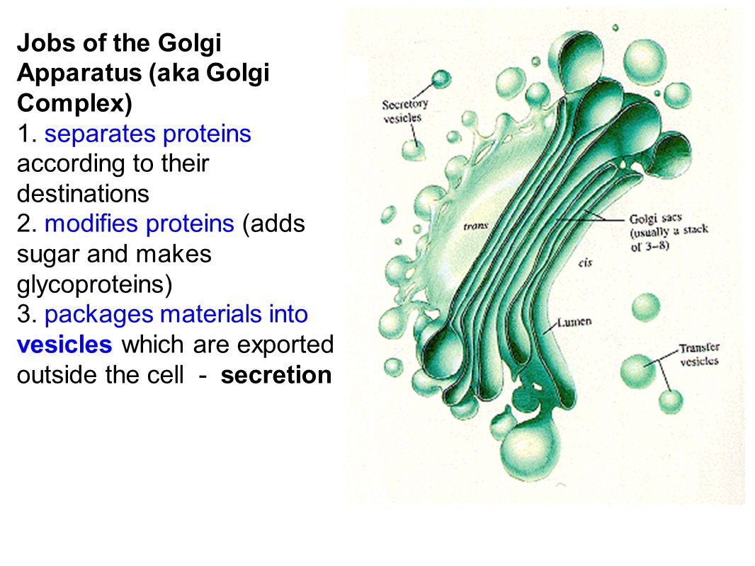 Jobs of the Golgi Apparatus (aka Golgi Complex) 1.