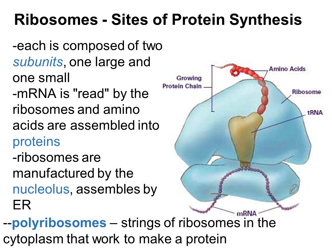 Ribosomes - Sites of Protein Synthesis -each is composed of two subunits, one large and one small -mRNA is read by the ribosomes and amino acids are assembled into proteins -ribosomes are manufactured by the nucleolus, assembles by ER --polyribosomes – strings of ribosomes in the cytoplasm that work to make a protein