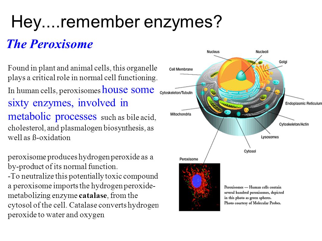Hey....remember enzymes.