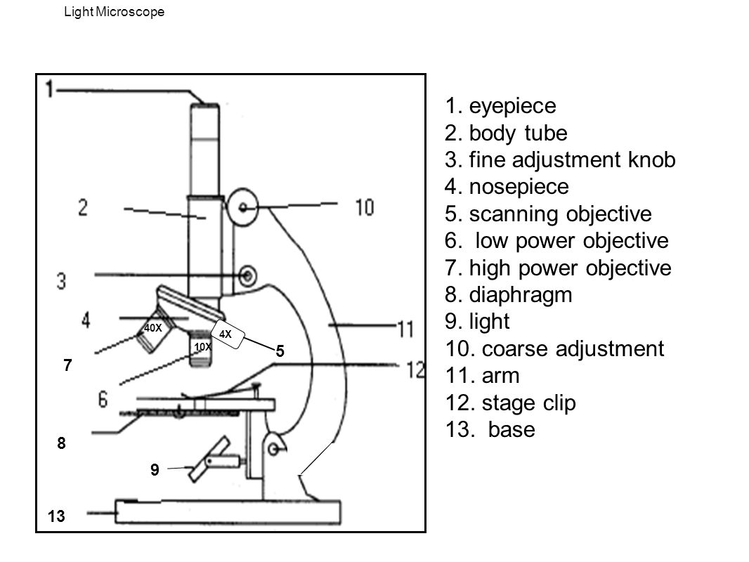 Light Microscope 1. eyepiece 2. body tube 3. fine adjustment knob 4.