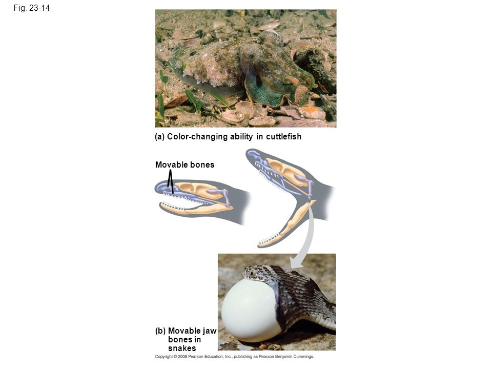 Fig (a) Color-changing ability in cuttlefish (b) Movable jaw bones in snakes Movable bones