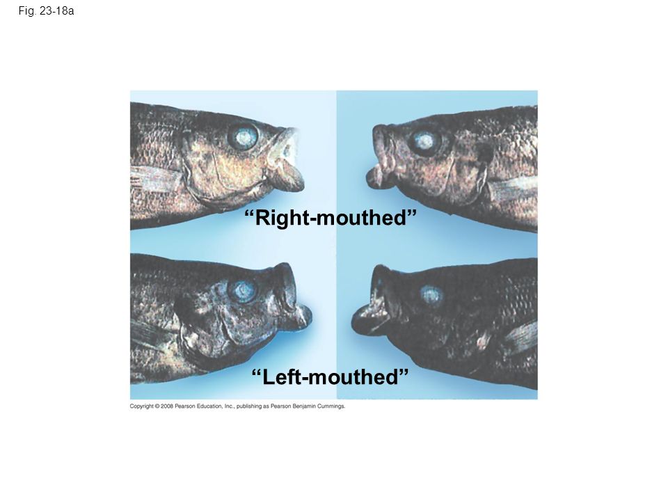 Fig a Right-mouthed Left-mouthed