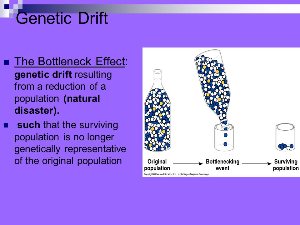 Genetic Drift The Bottleneck Effect: genetic drift resulting from a reduction of a population (natural disaster).