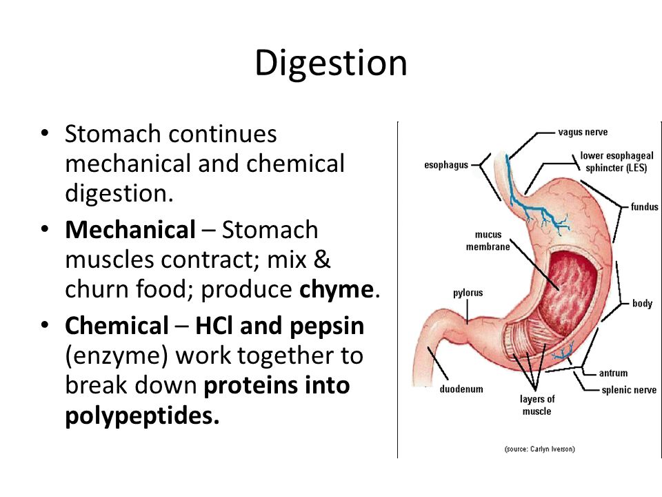 Nutrition, Digestion and Enzymes You are what you eat! -  ppt download