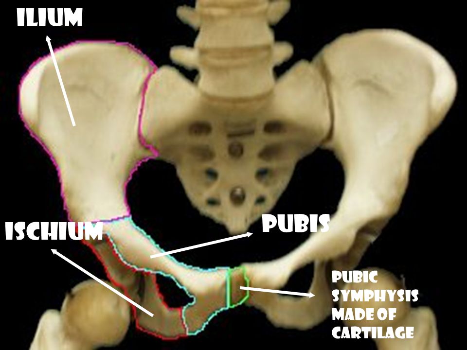 Ilium Pubis Ischium Pubic symphysis made of cartilage