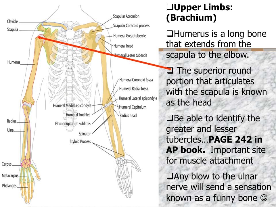  Upper Limbs: (Brachium)  Humerus is a long bone that extends from the scapula to the elbow.