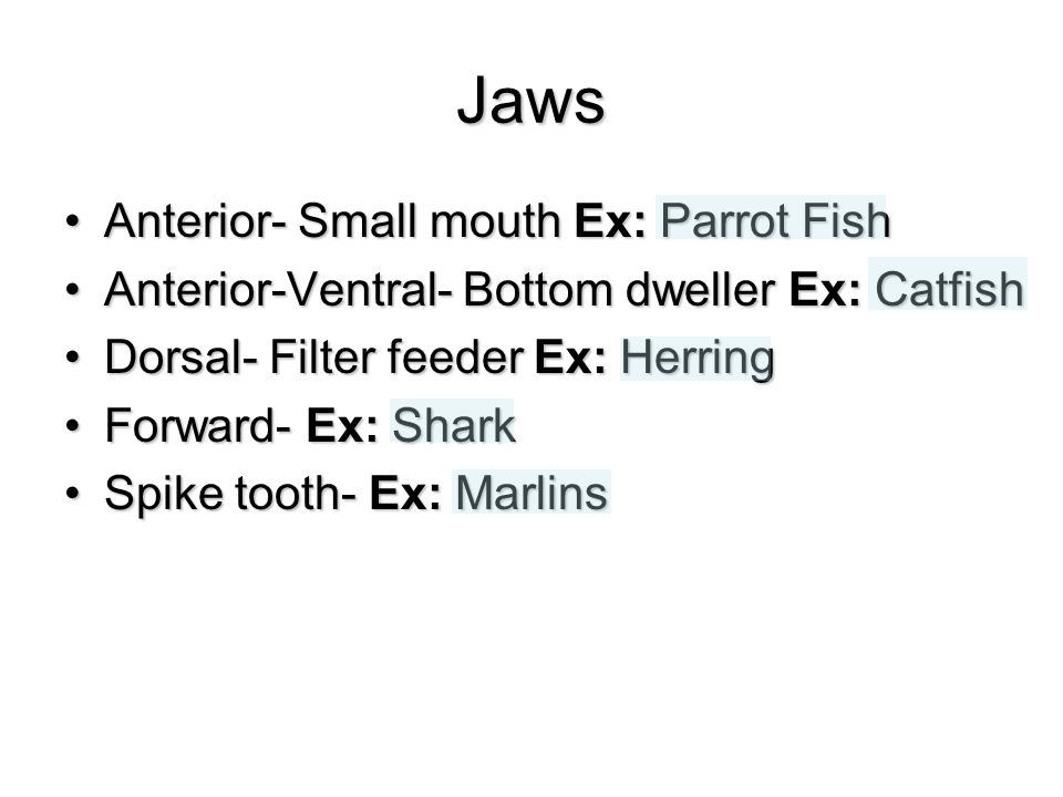 Jaws Anterior- Small mouth Ex: Parrot FishAnterior- Small mouth Ex: Parrot Fish Anterior-Ventral- Bottom dweller Ex: CatfishAnterior-Ventral- Bottom dweller Ex: Catfish Dorsal- Filter feeder Ex: HerringDorsal- Filter feeder Ex: Herring Forward- Ex: SharkForward- Ex: Shark Spike tooth- Ex: MarlinsSpike tooth- Ex: Marlins