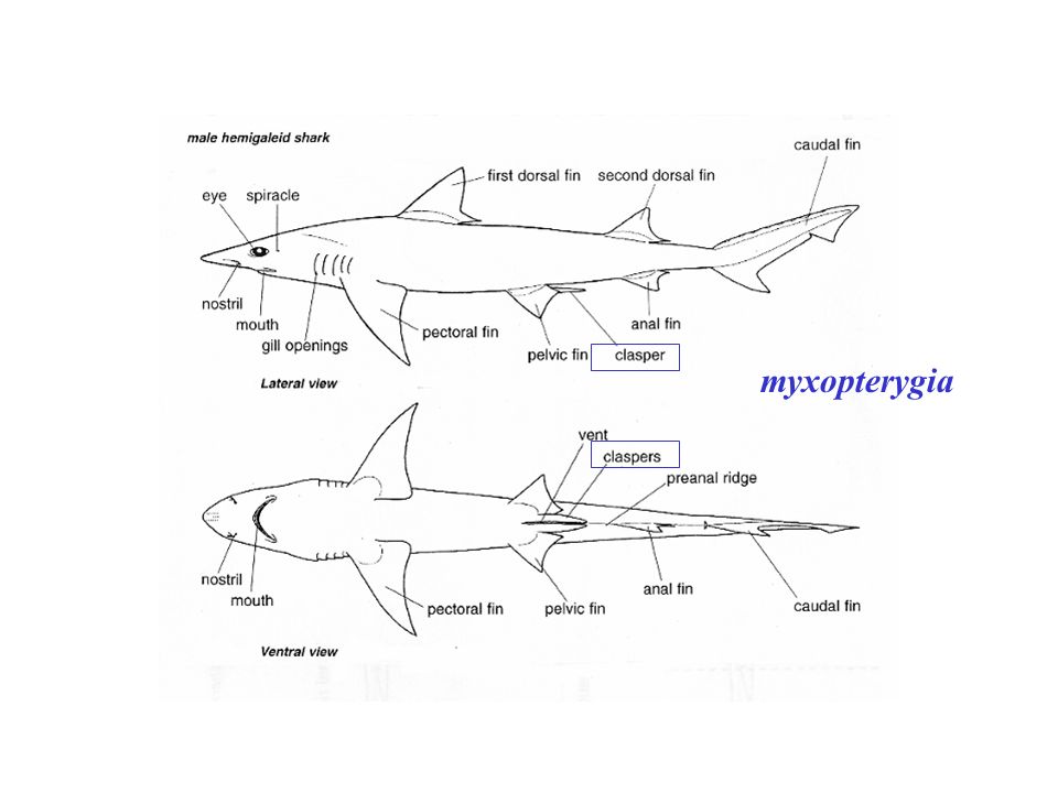 MSC Biology of Fishes at NEAq. Week 3: B. Classes of Fishes Lamprey ...