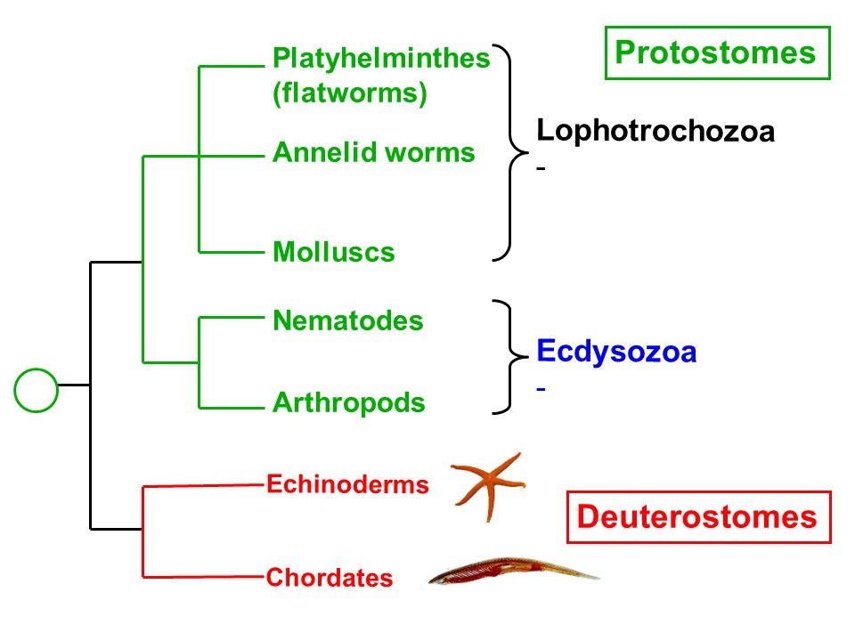 ecdysozoans platyhelminthes)
