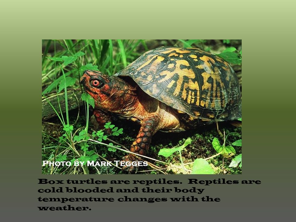 Box turtles are reptiles. Reptiles are cold blooded and their body  temperature changes with the weather. - ppt download