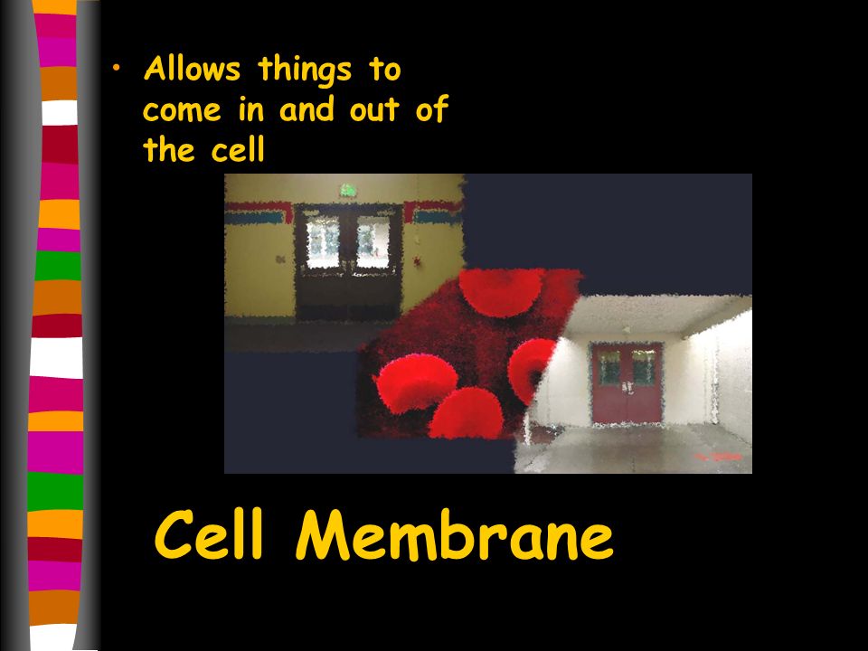 Cell Membrane Allows things to come in and out of the cell