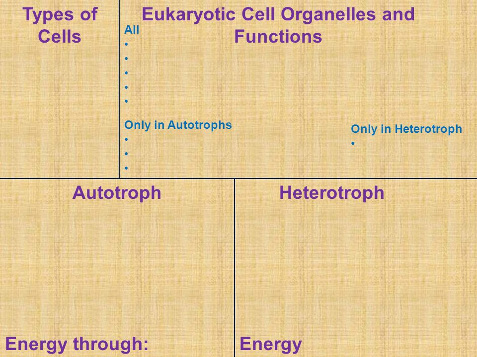Types of Cells AutotrophHeterotroph Eukaryotic Cell Organelles and Functions Energy through: All Only in Autotrophs Only in Heterotroph