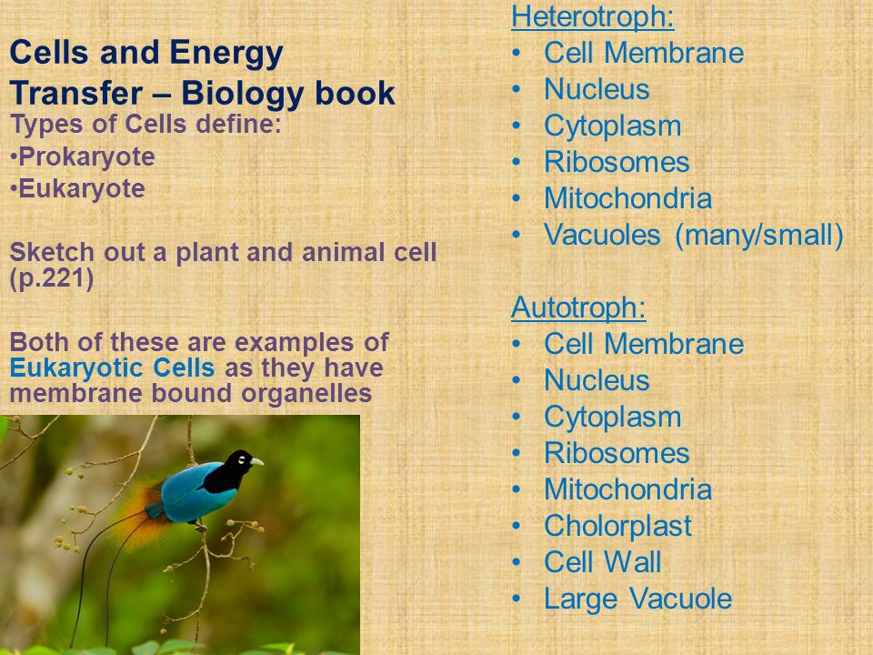 Cells and Energy Transfer – Biology book Heterotroph: Cell Membrane Nucleus Cytoplasm Ribosomes Mitochondria Vacuoles (many/small) Autotroph: Cell Membrane Nucleus Cytoplasm Ribosomes Mitochondria Cholorplast Cell Wall Large Vacuole Types of Cells define: Prokaryote Eukaryote Sketch out a plant and animal cell (p.221) Both of these are examples of Eukaryotic Cells as they have membrane bound organelles