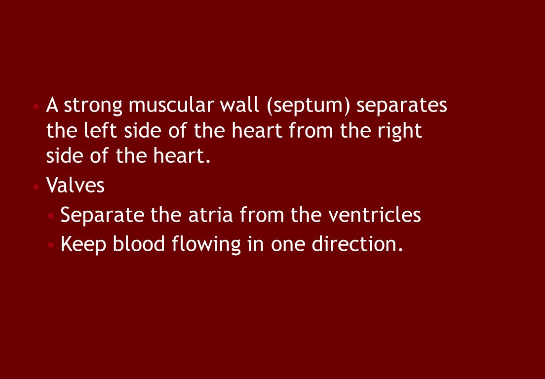  A strong muscular wall (septum) separates the left side of the heart from the right side of the heart.