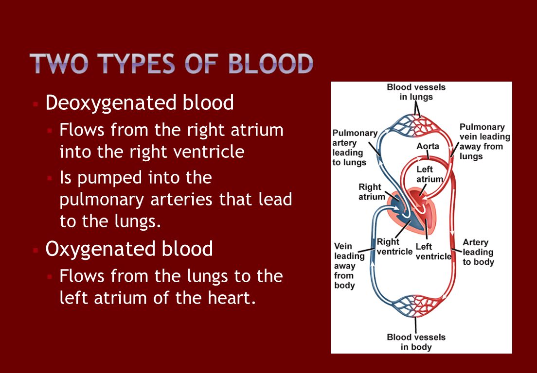  Deoxygenated blood  Flows from the right atrium into the right ventricle  Is pumped into the pulmonary arteries that lead to the lungs.