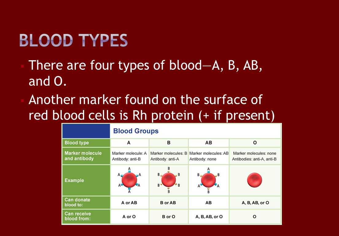  There are four types of blood—A, B, AB, and O.