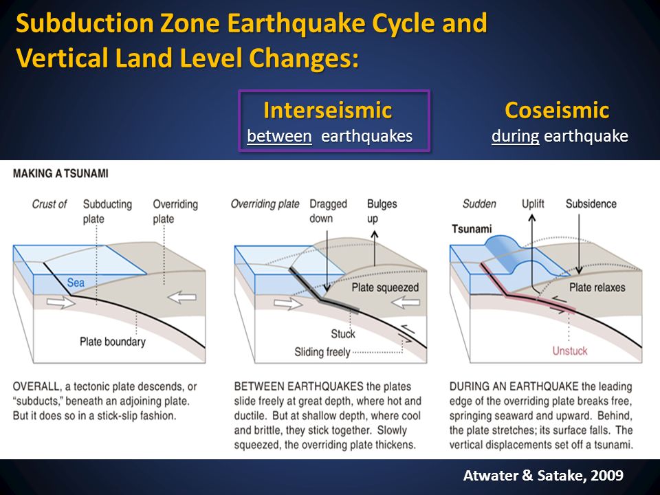 Atwater & Satake, 2009 Interseismic between earthquakes Coseismic during earthquake Subduction Zone Earthquake Cycle and Vertical Land Level Changes: