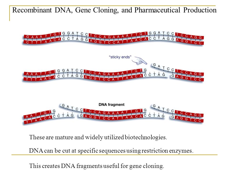 Recombinant DNA, Gene Cloning, and Pharmaceutical Production DNA can be cut at specific sequences using restriction enzymes.