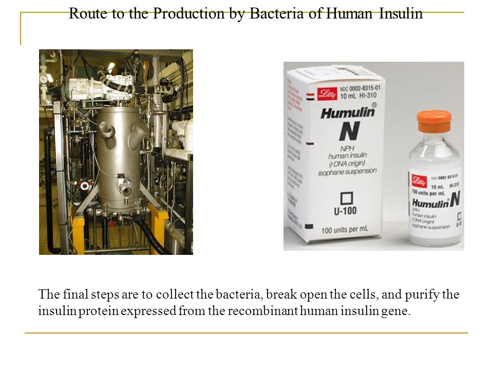 Route to the Production by Bacteria of Human Insulin The final steps are to collect the bacteria, break open the cells, and purify the insulin protein expressed from the recombinant human insulin gene.