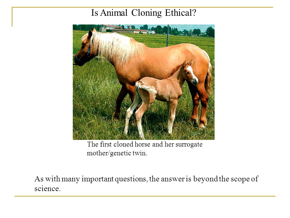 Is Animal Cloning Ethical. The first cloned horse and her surrogate mother/genetic twin.