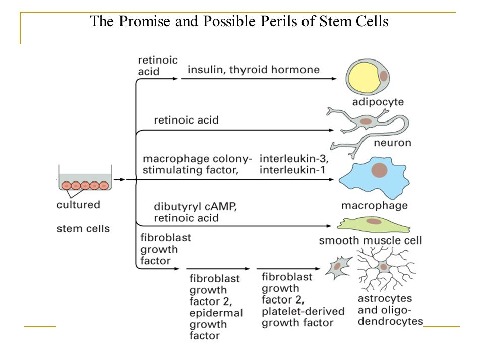 The Promise and Possible Perils of Stem Cells
