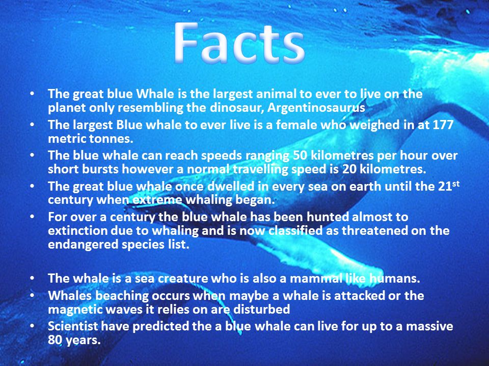 The great blue Whale is the largest animal to ever to live on the planet  only resembling the dinosaur, Argentinosaurus The largest Blue whale to ever.  - ppt download