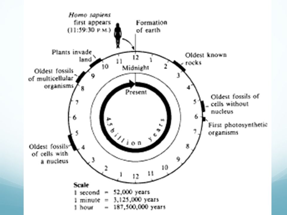 Multicellular Anization Objectives Describe Cell Specialization List The Levels Of Anization In Living Multicellular Anisms Ppt Download