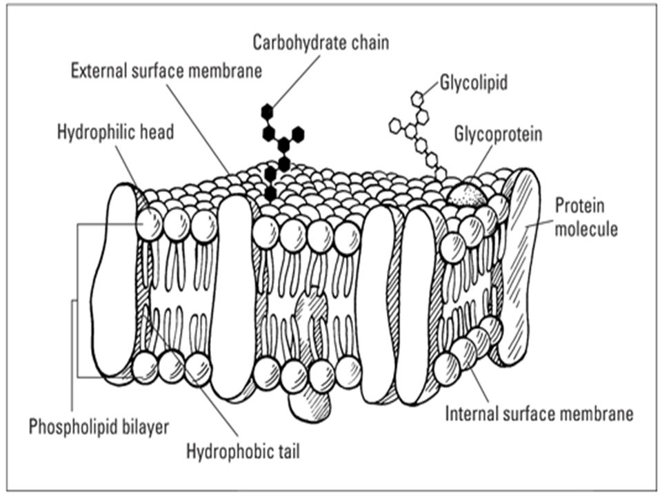 Aim What Is The Anatomy And Function Of The Cell Membrane Ppt Video Online Download Aim What Is The Anatomy And Function Of The Cell Membrane Ppt Video Online Download