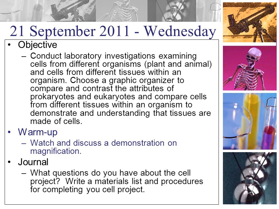 21 September Wednesday Objective –Conduct laboratory investigations examining cells from different organisms (plant and animal) and cells from different tissues within an organism.