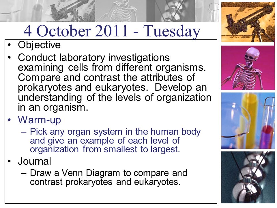 4 October Tuesday Objective Conduct laboratory investigations examining cells from different organisms.